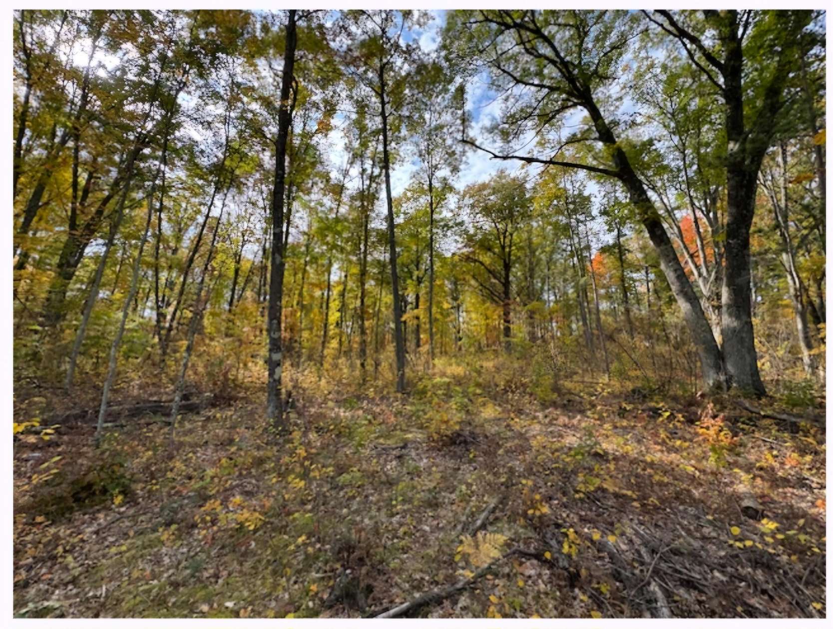 61.38 Acres of Recreational Land for Sale in Branch Township, Michigan