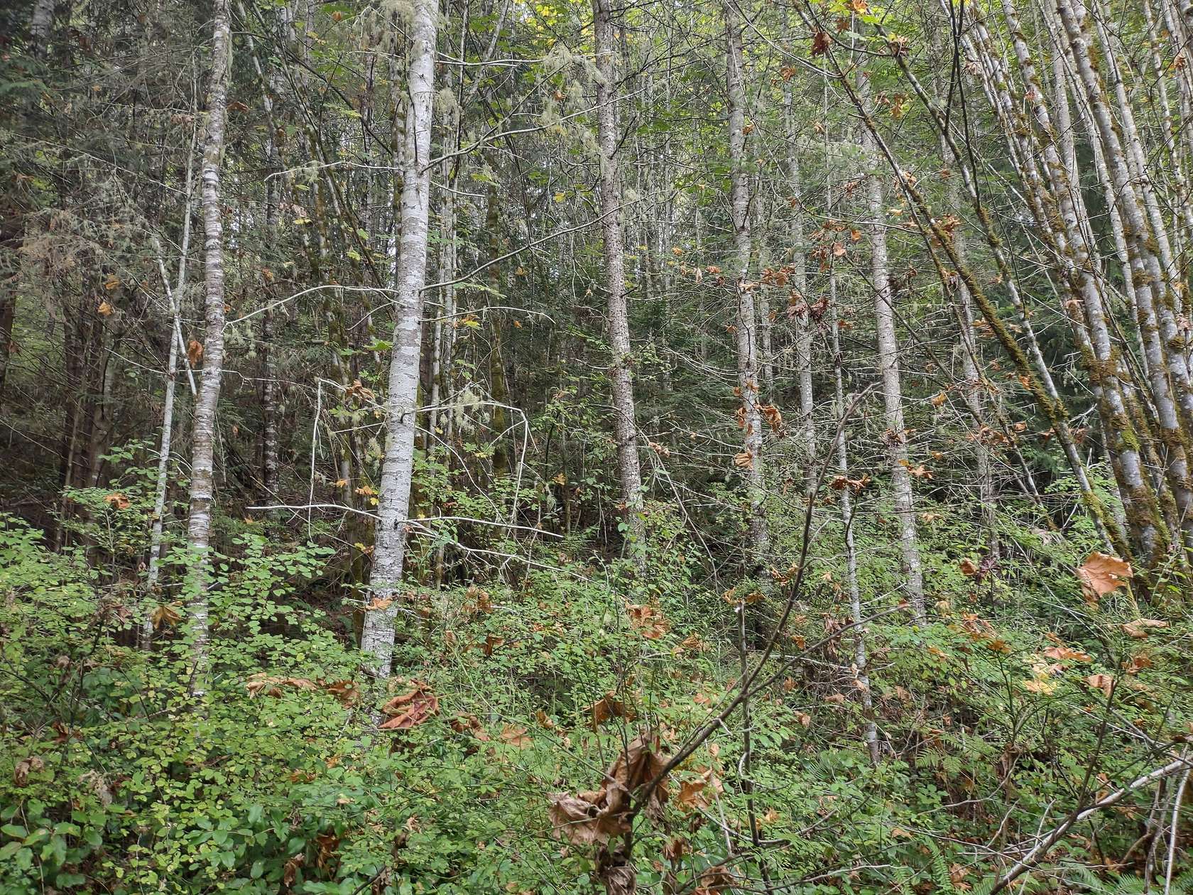 18.29 Acres of Recreational Land for Sale in Port Angeles, Washington