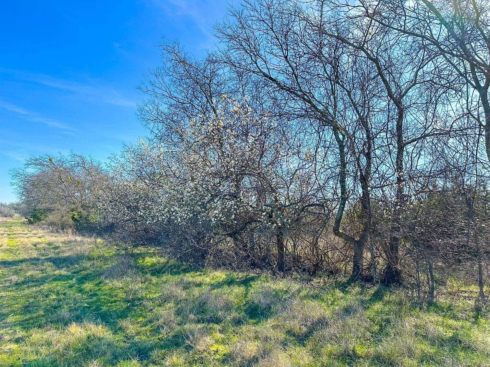 107.88 Acres of Land for Sale in Valley Mills, Texas