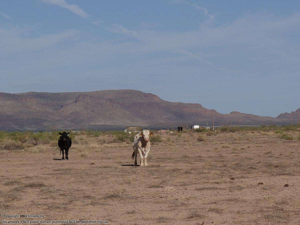 1 Acre of Land for Sale in Deming, New Mexico