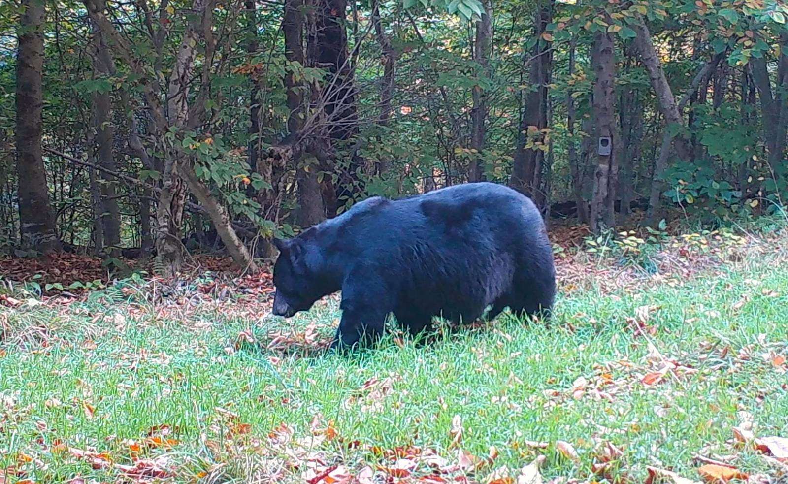 170.4 Acres of Recreational Land for Sale in Hoffmeister, New York