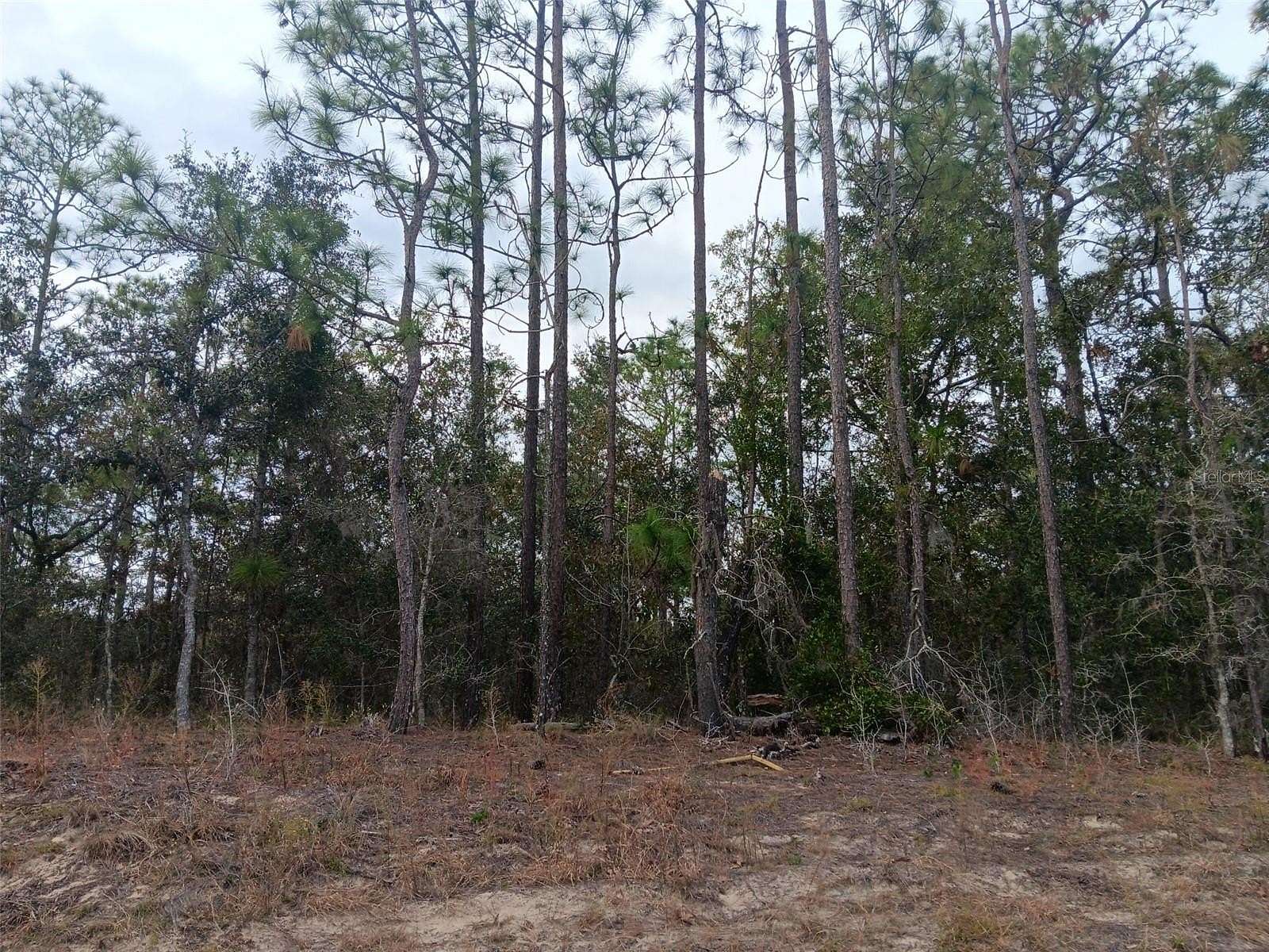 0.46 Acres of Land for Sale in Morriston, Florida