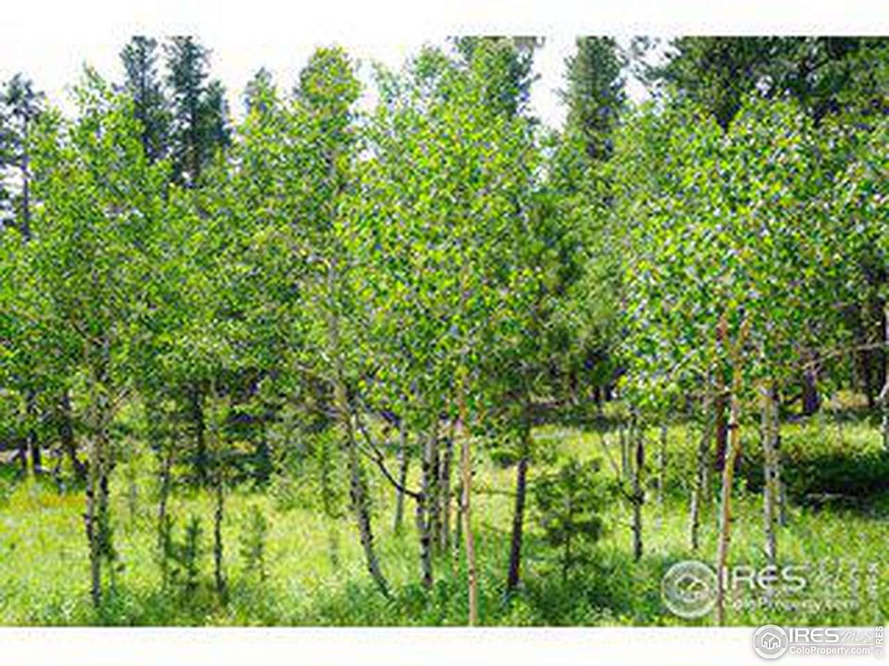 3 Acres of Residential Land for Sale in Allenspark, Colorado