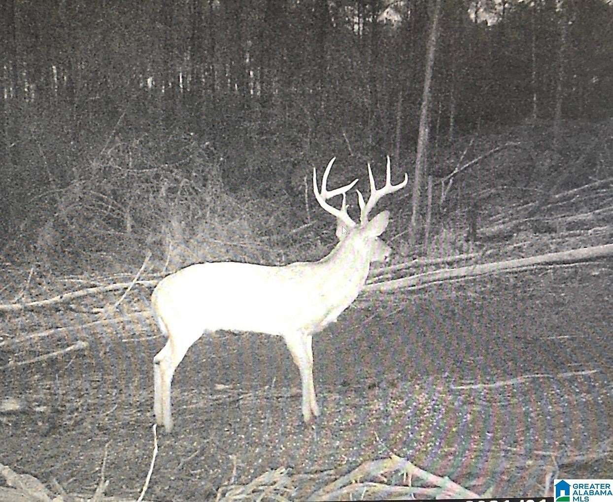 13.3 Acres of Land for Sale in Morris, Alabama