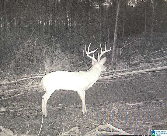 13.3 Acres of Land for Sale in Morris, Alabama