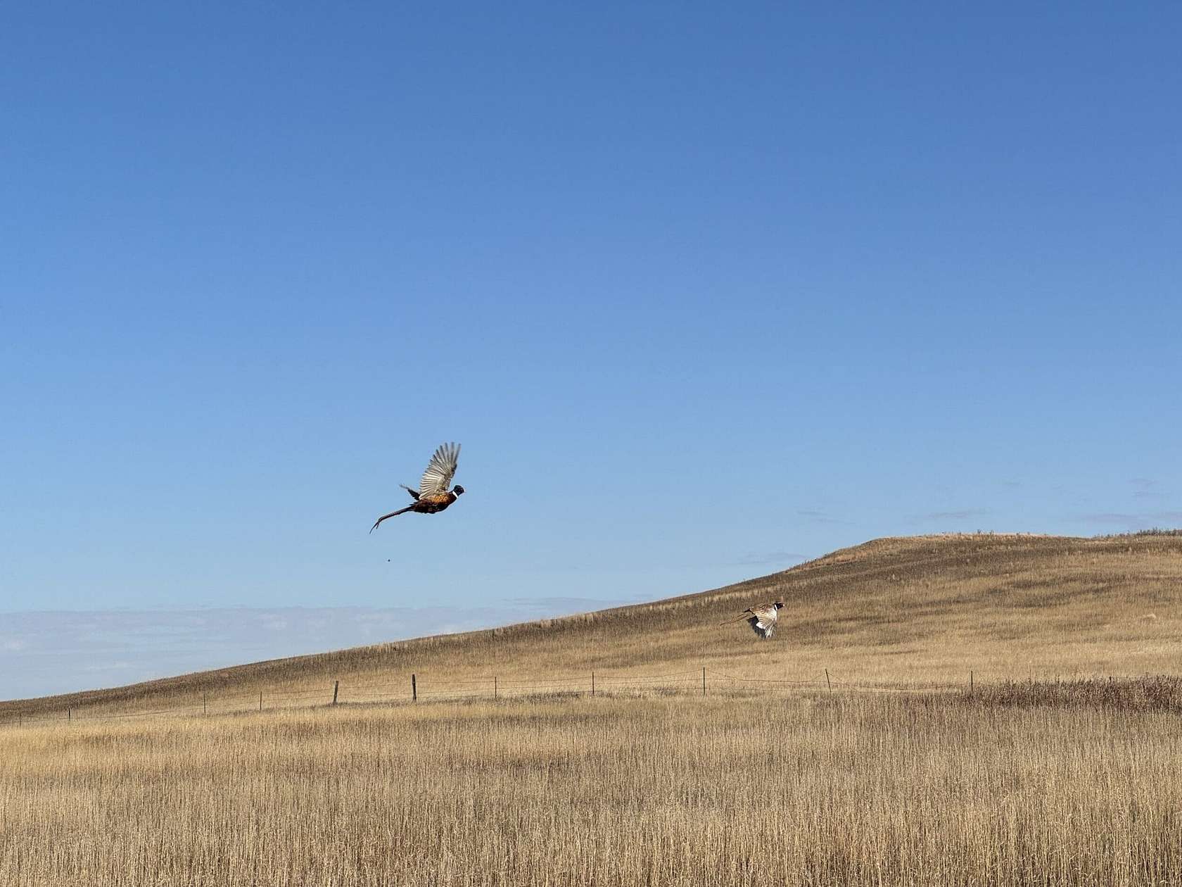 1,830 Acres of Recreational Land & Farm for Sale in Bainville, Montana