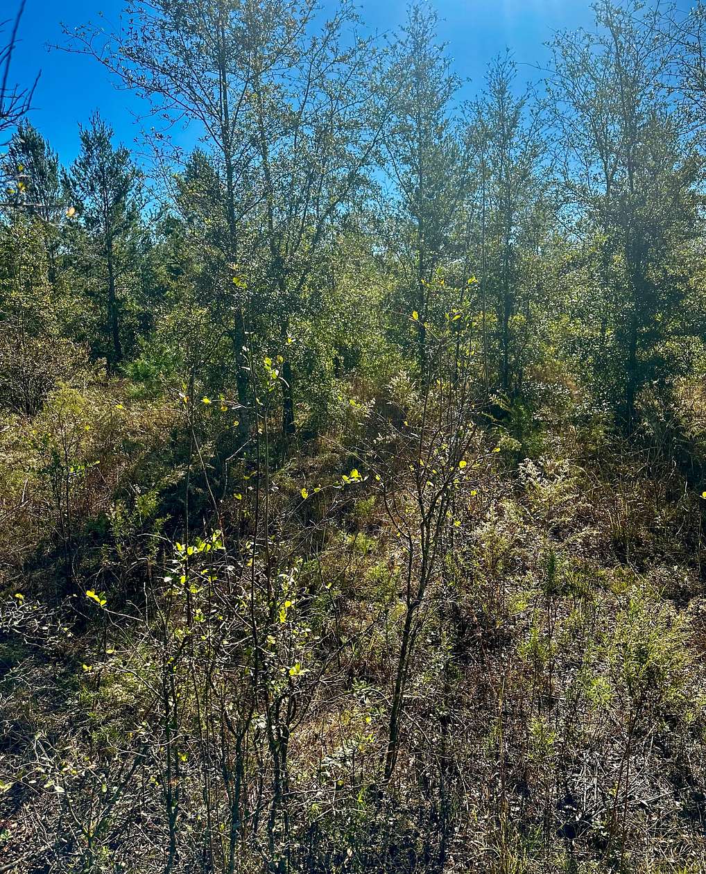 5.01 Acres of Land with Home for Sale in Lee, Florida