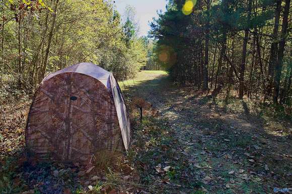 164 Acres of Recreational Land for Auction in Cordova, Alabama