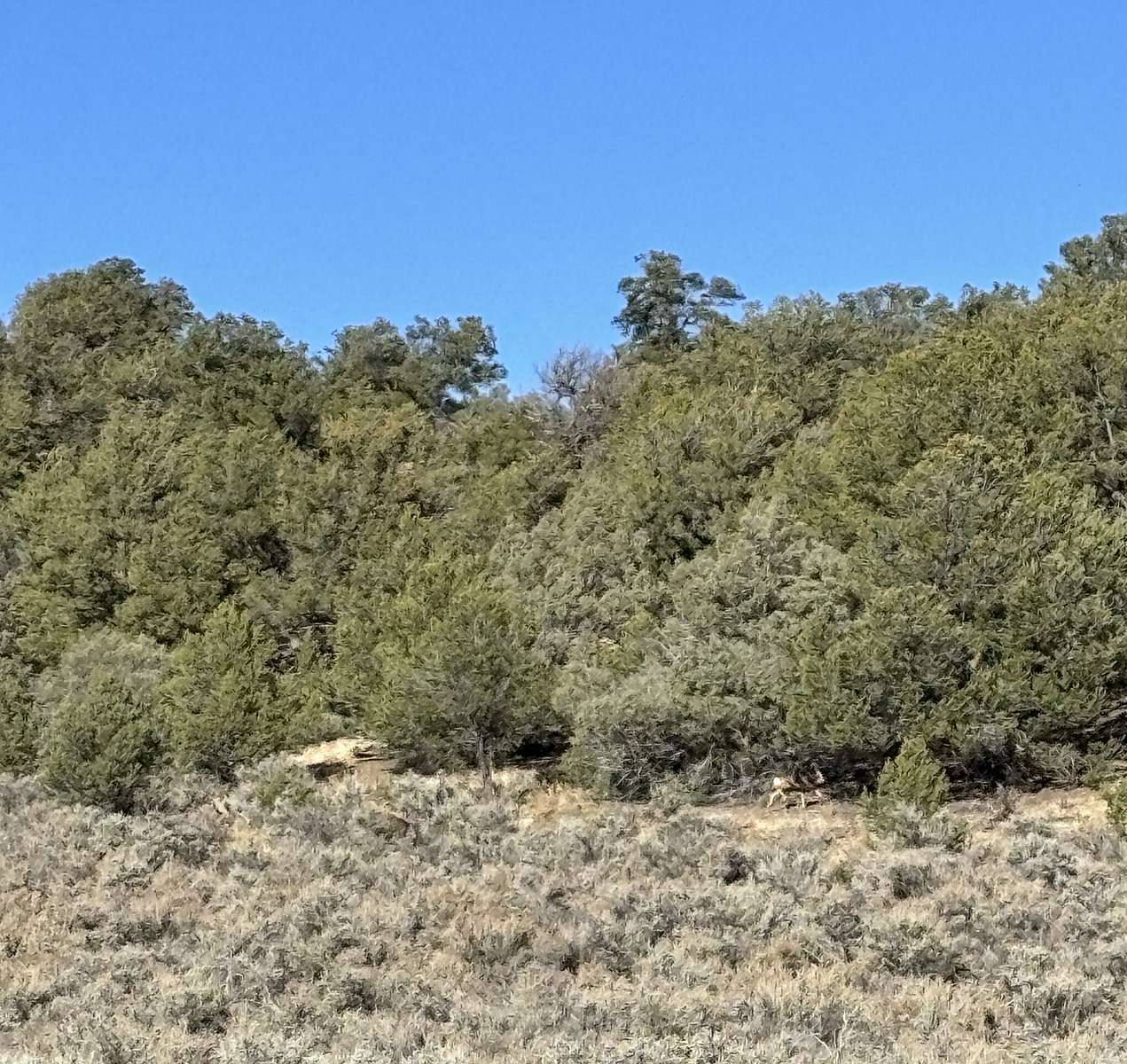 5.539 Acres of Land for Sale in Chama, New Mexico