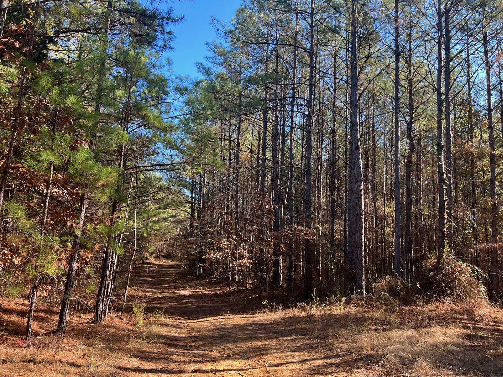 40 Acres of Recreational Land & Farm for Sale in Ackerman, Mississippi