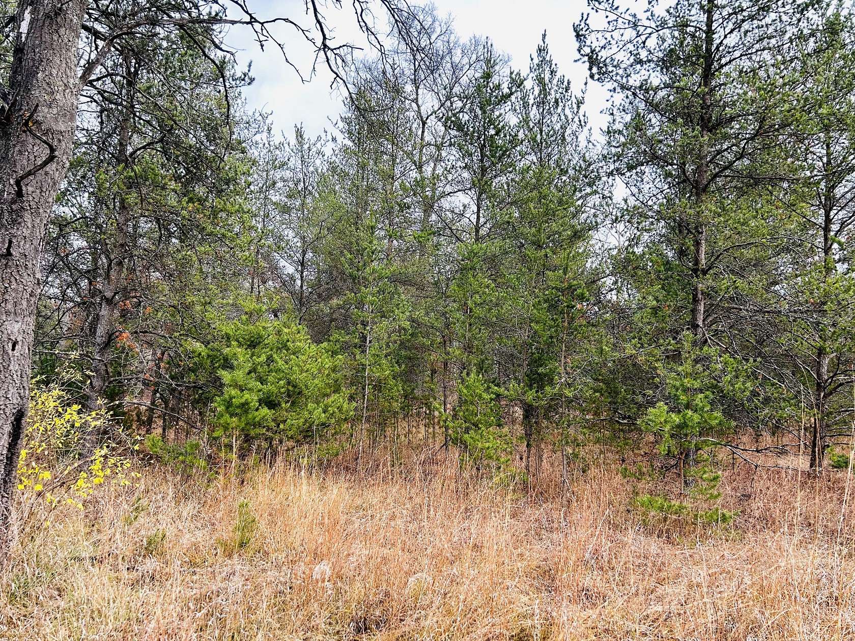 4.67 Acres of Residential Land for Sale in Bitely, Michigan