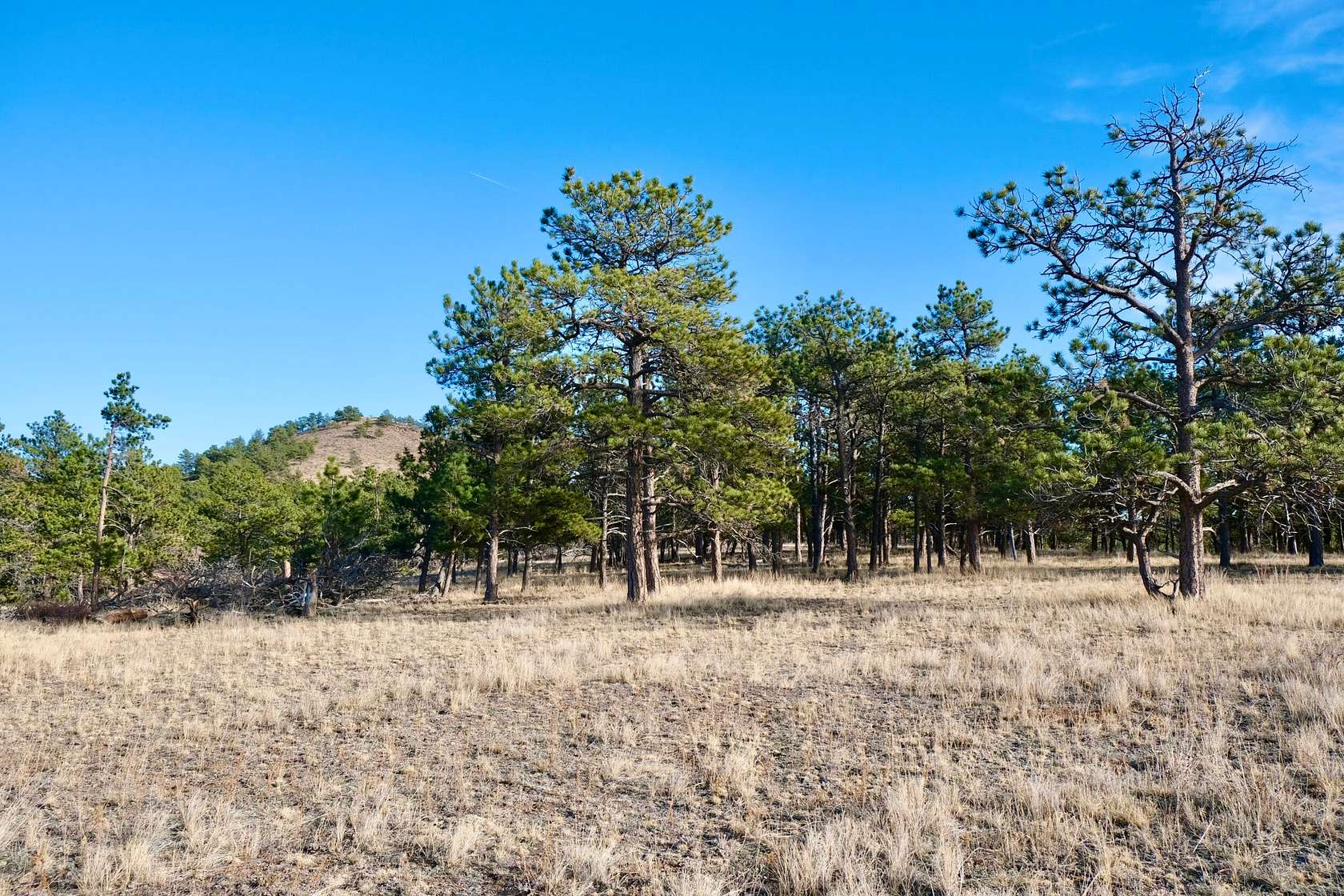 40 Acres of Land for Sale in Livermore, Colorado