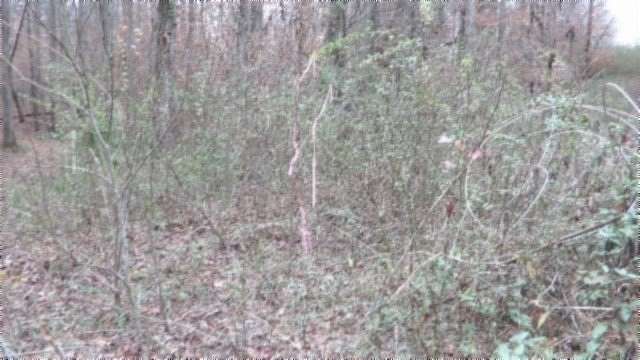 5.98 Acres of Land for Sale in Wartburg, Tennessee