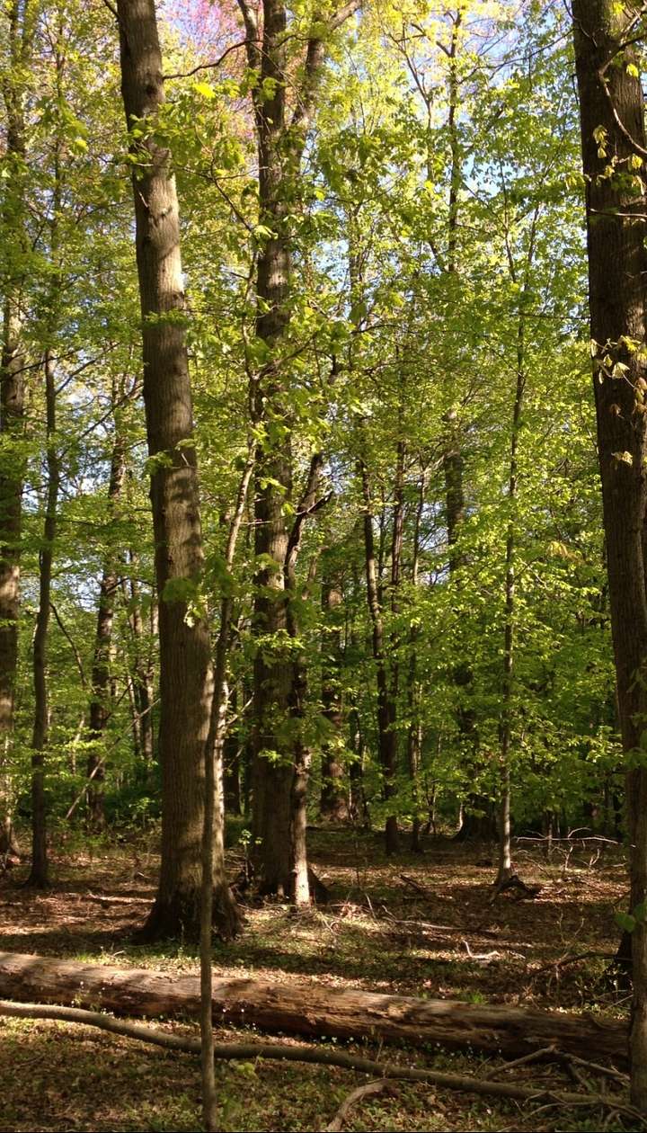 7 Acres of Recreational Land for Lease in Sardinia, Ohio