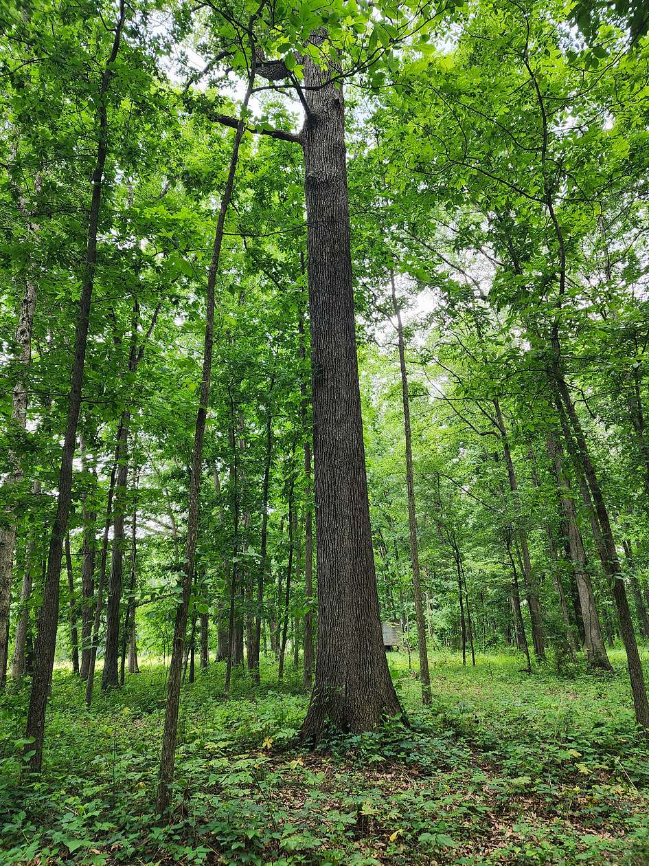 7 Acres of Recreational Land for Lease in Sardinia, Ohio