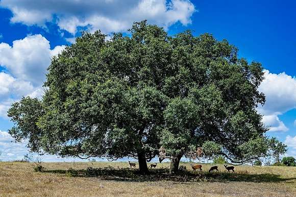 123.074 Acres of Land for Sale in Fayetteville, Texas