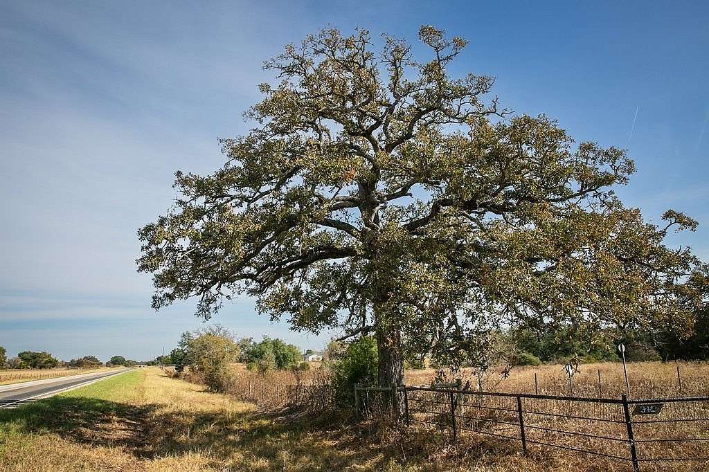 55.678 Acres of Agricultural Land with Home for Sale in Ledbetter, Texas