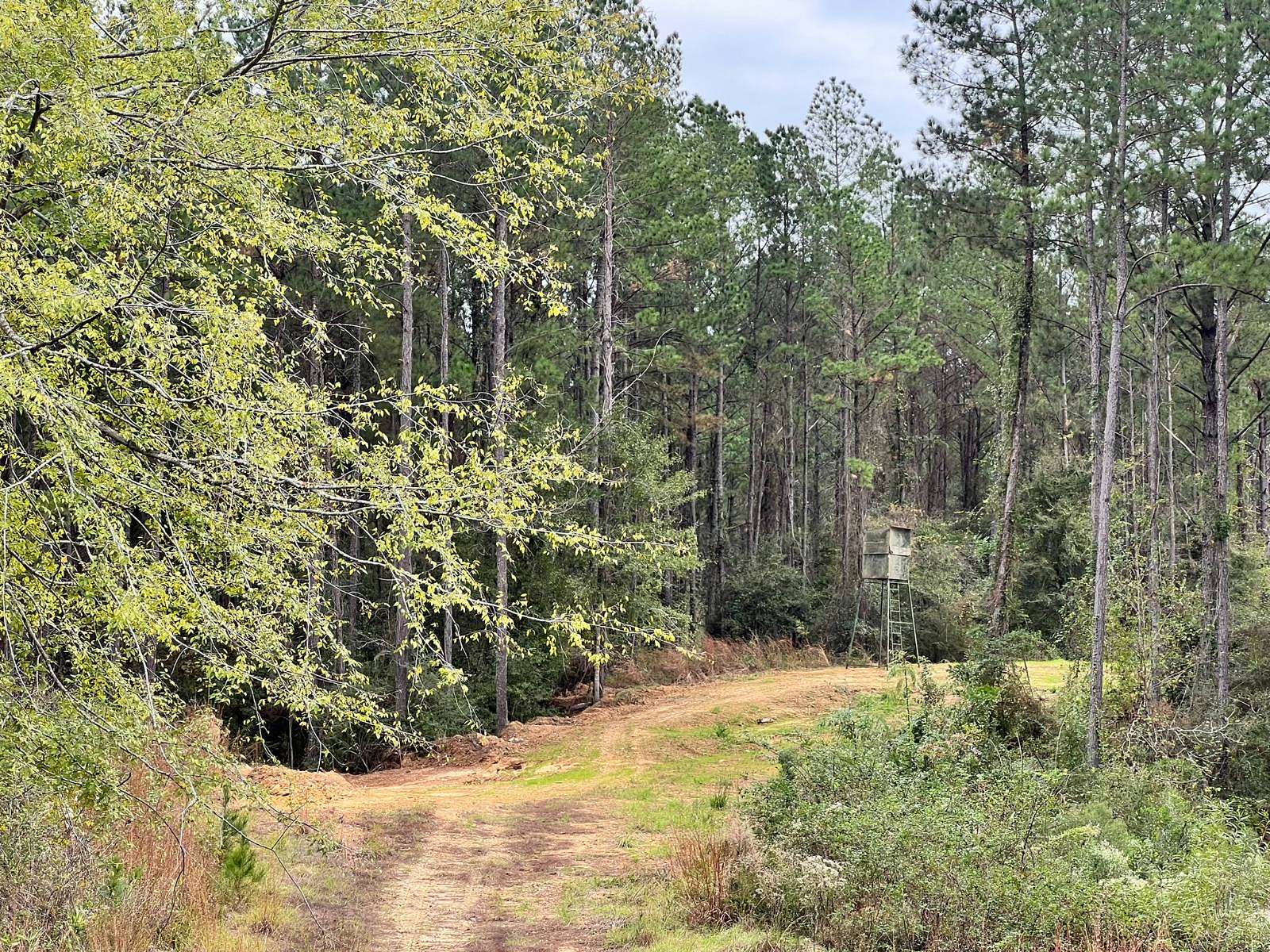 100 Acres of Recreational Land & Farm for Sale in Crosby, Mississippi