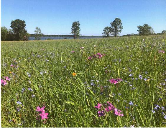 10 Acres of Recreational Land for Sale in Lewisville, Arkansas