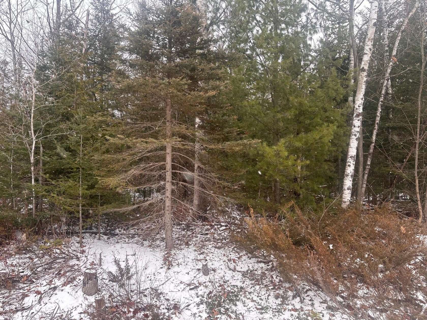 Land for Sale in Presque Isle, Michigan