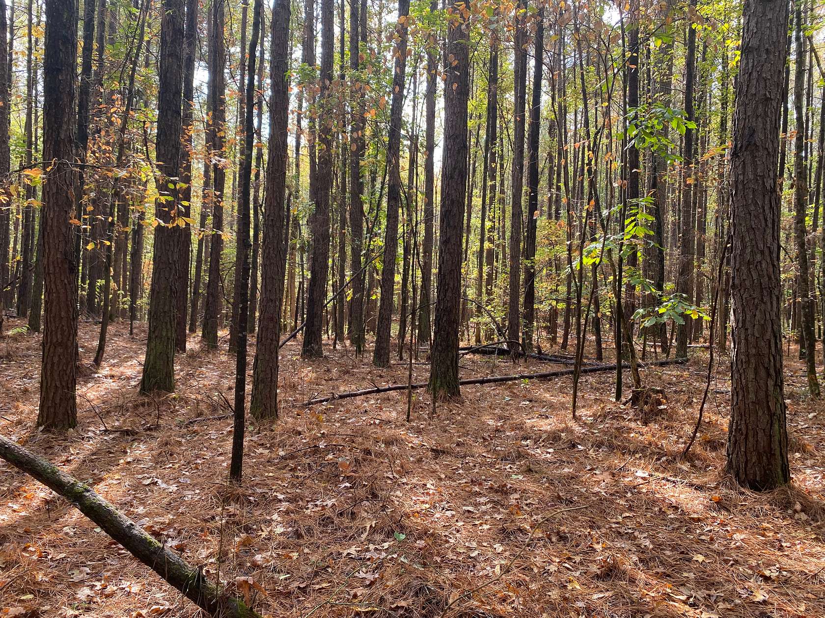 71.8 Acres of Recreational Land for Sale in Redfield, Arkansas