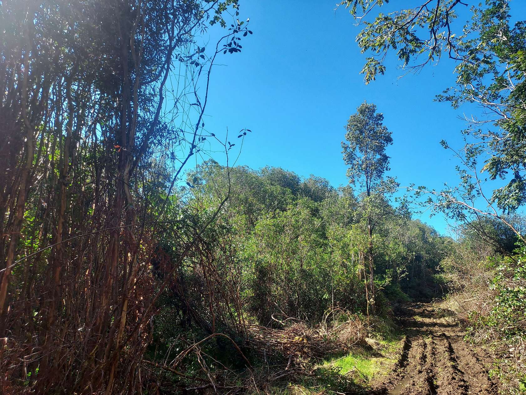 50 Acres of Land for Sale in Volcano, Hawaii