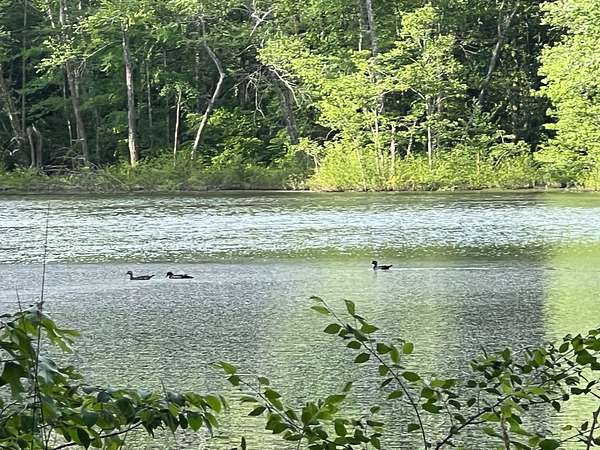 161 Acres of Recreational Land for Sale in Waterloo, Alabama