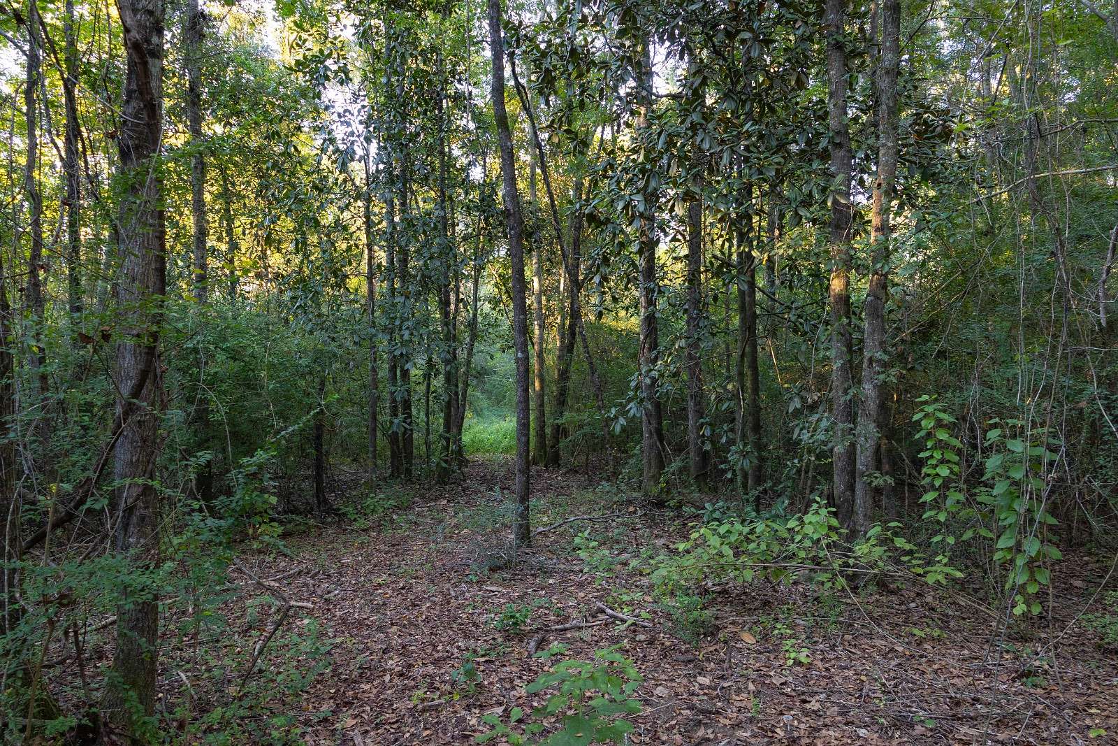 25 Acres of Recreational Land for Sale in Slocomb, Alabama