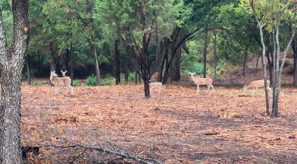 11.9 Acres of Recreational Land for Sale in Weatherford, Texas