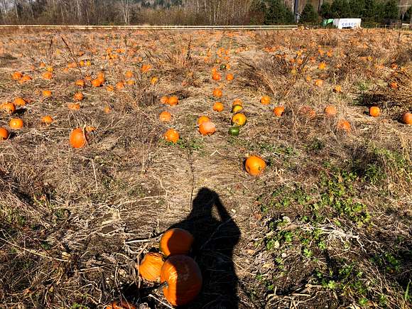 Pumpkin Season