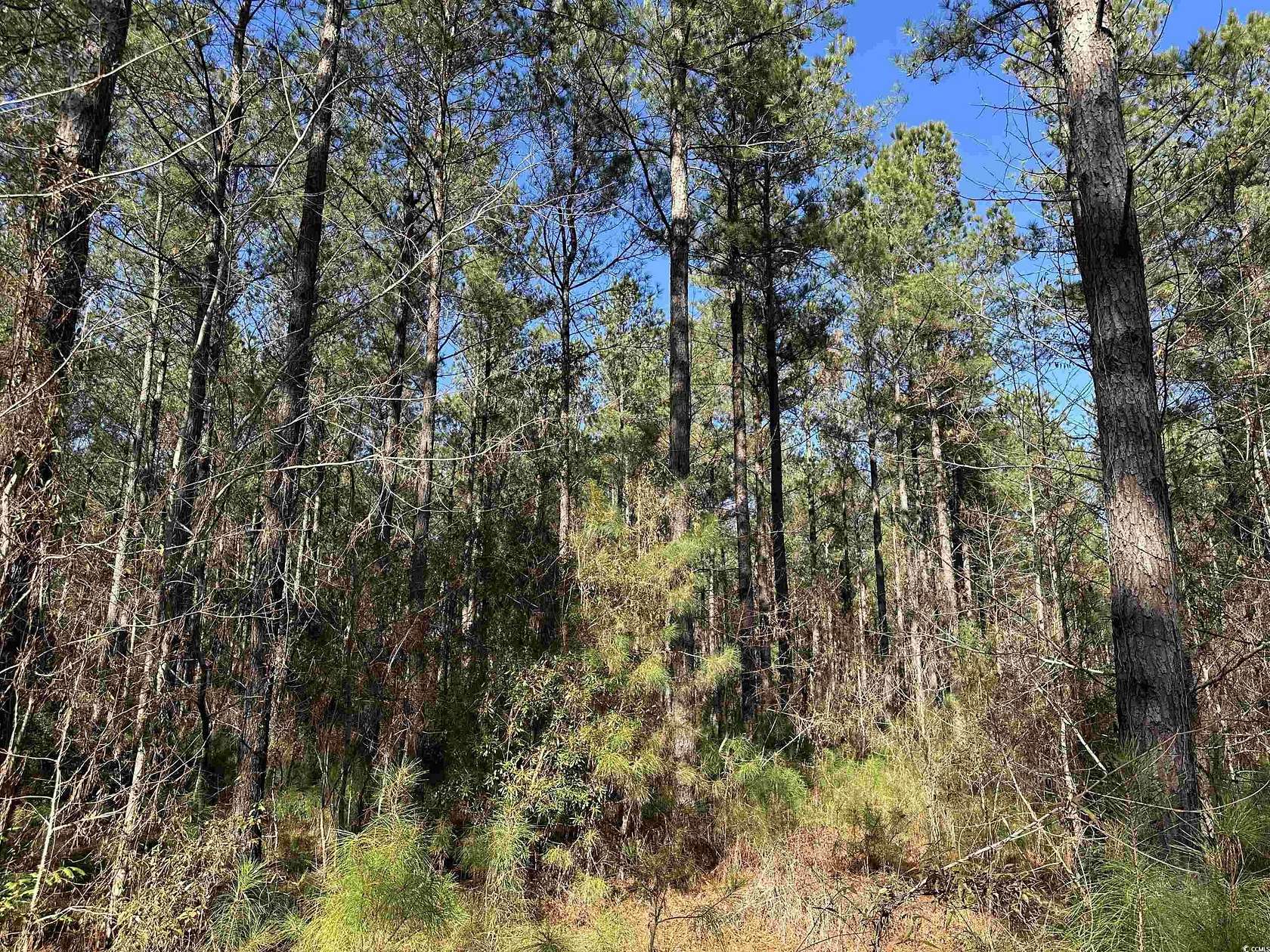 34.08 Acres of Recreational Land for Sale in Greeleyville, South Carolina