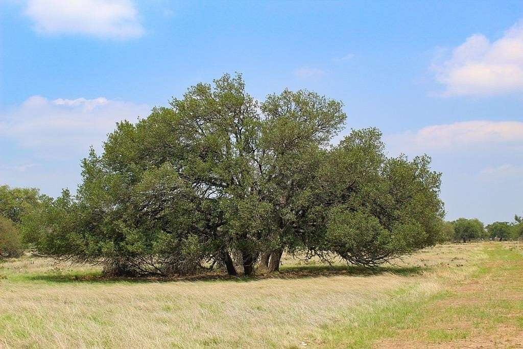 5.19 Acres of Residential Land for Sale in Harper, Texas