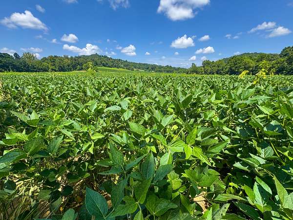 100 Acres of Recreational Land & Farm for Sale in Minford, Ohio