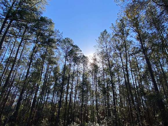 70 Acres of Recreational Land for Sale in Tensaw, Alabama