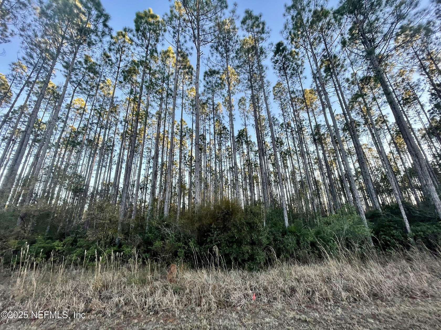 9.1 Acres of Land for Sale in Bryceville, Florida