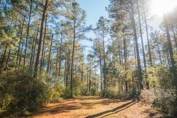 40.83 Acres of Recreational Land for Sale in Cairo, Georgia