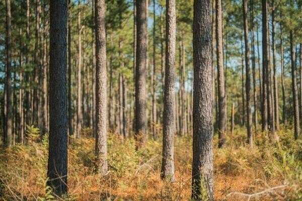 78.6 Acres of Recreational & Residential Land for Sale in Cairo, Georgia