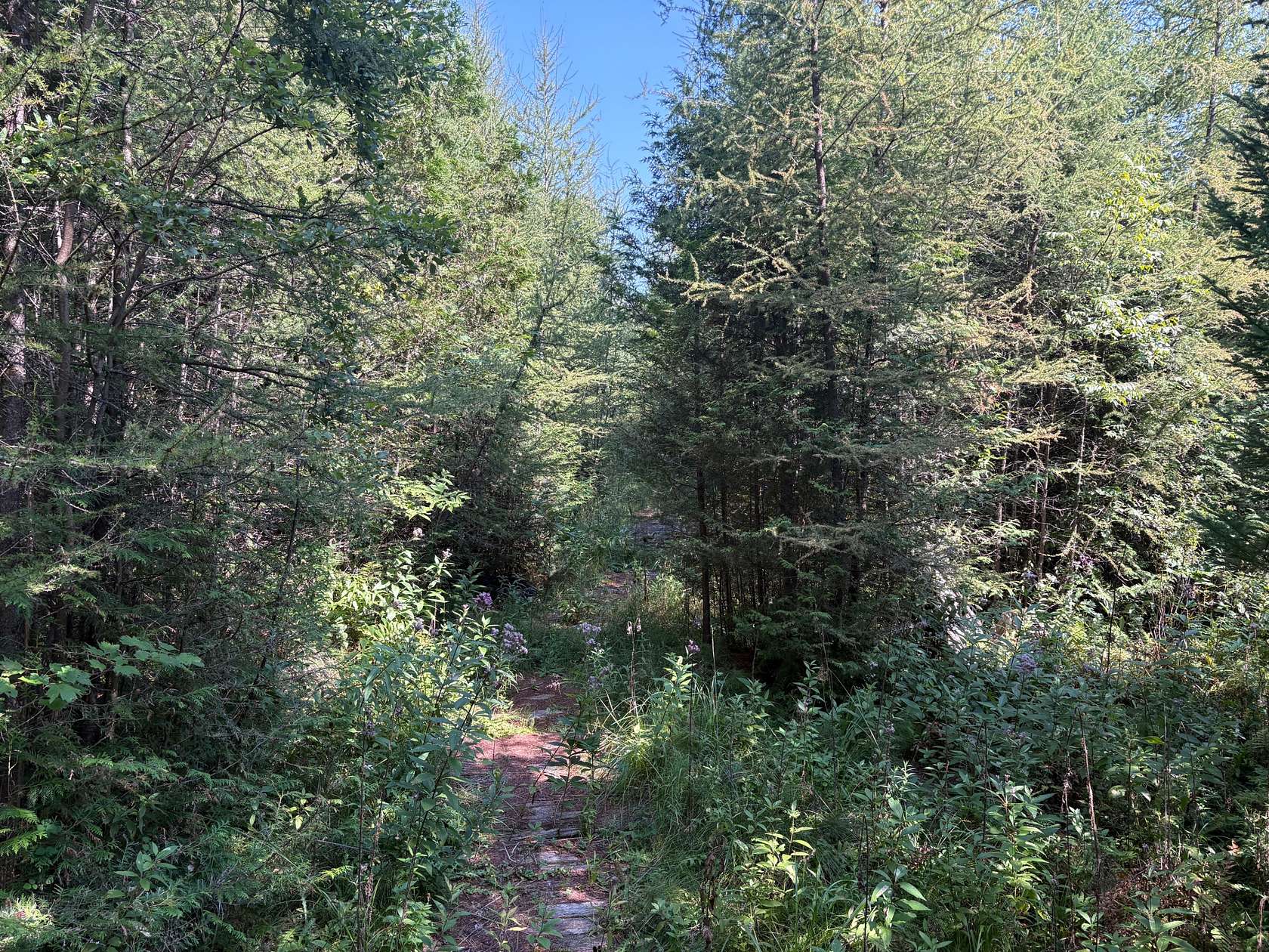60 Acres of Recreational Land for Sale in Gresham, Wisconsin