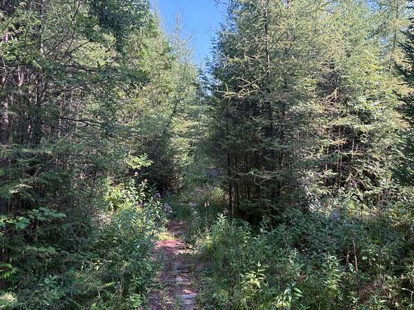 60 Acres of Recreational Land for Sale in Gresham, Wisconsin