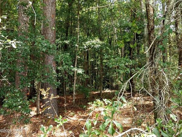 5.7 Acres of Residential Land for Sale in Westville, Florida