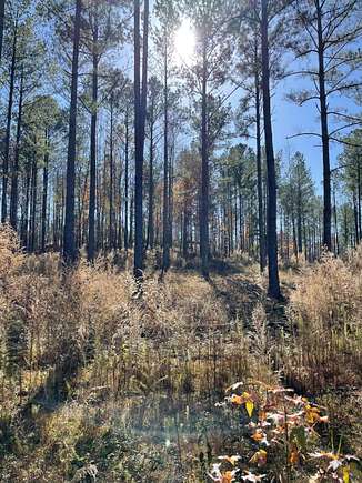 506 Acres of Recreational Land for Sale in Buena Vista, Georgia