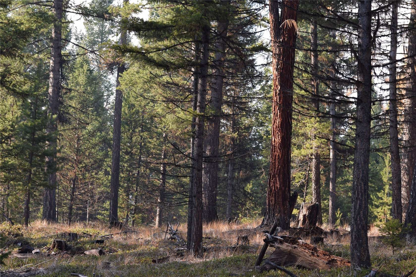 120 Acres of Land for Sale in Marion, Montana