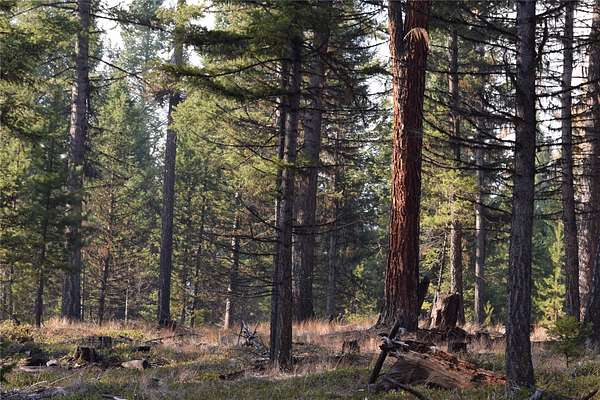 120 Acres of Land for Sale in Marion, Montana