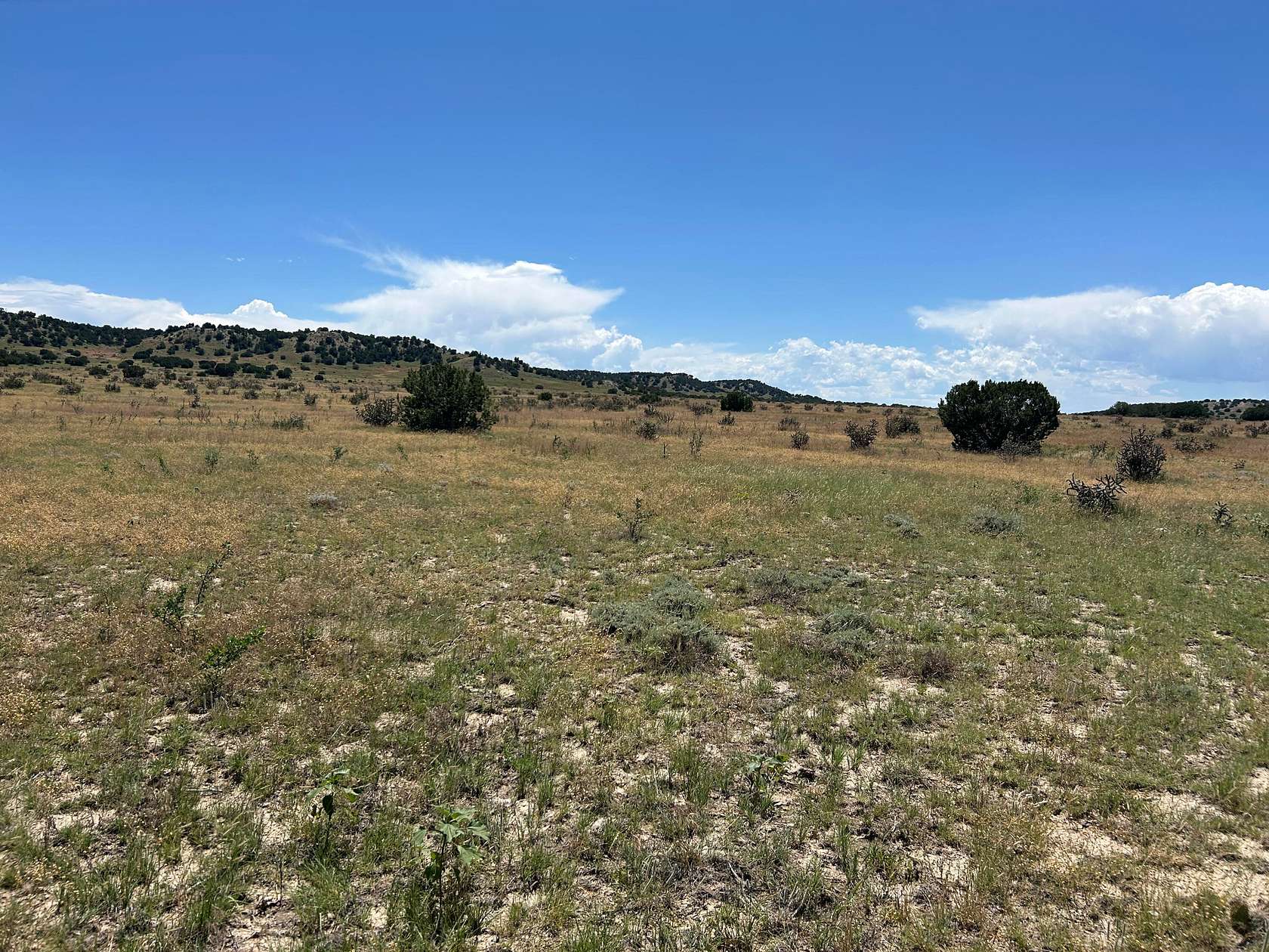 38 Acres of Land for Sale in Model, Colorado