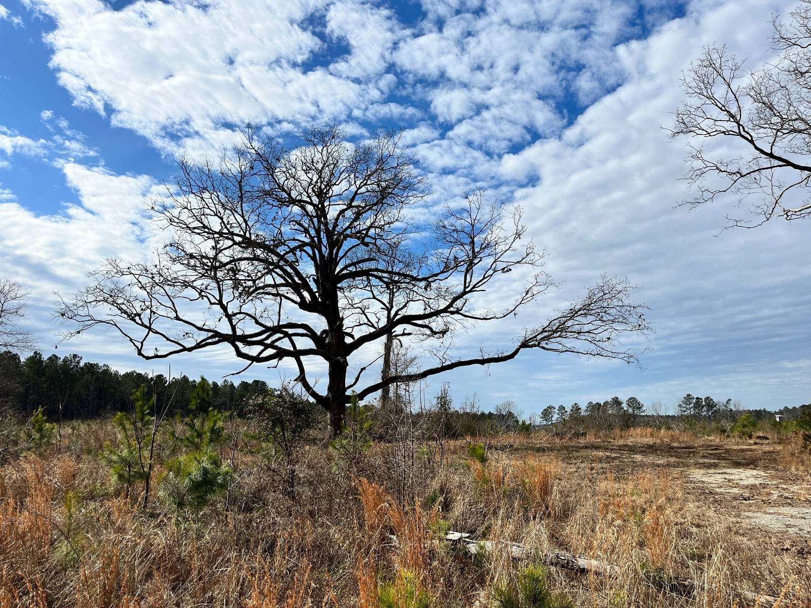 56.93 Acres of Recreational Land for Sale in Chappells, South Carolina