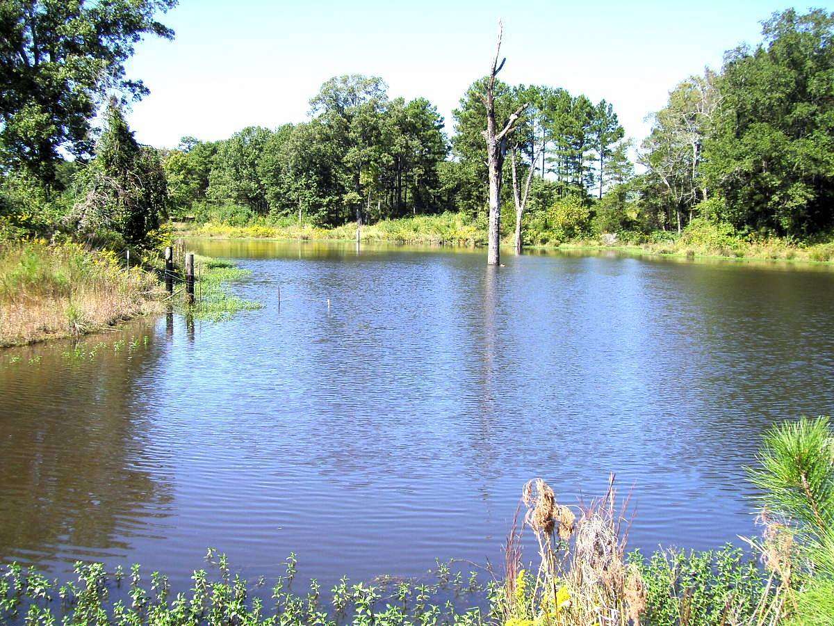 38.2 Acres of Land for Sale in Ashdown, Arkansas