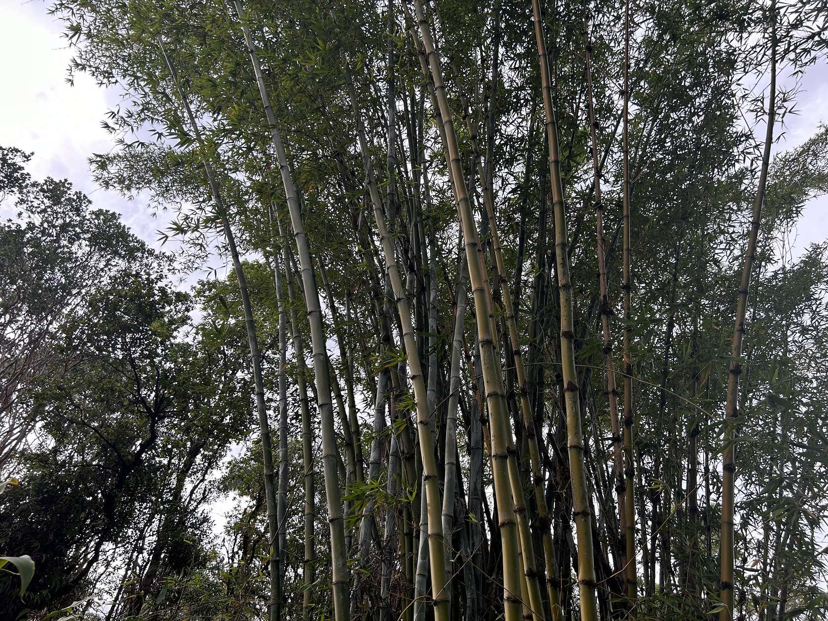 14.7 Acres of Agricultural Land for Sale in Hilo, Hawaii