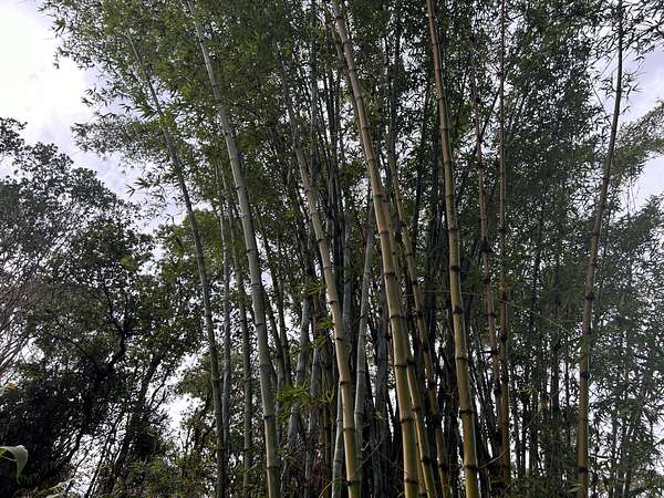 14.7 Acres of Agricultural Land for Sale in Hilo, Hawaii