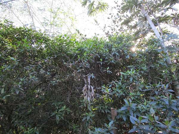 1 Acre of Residential Land for Sale in Keaau, Hawaii