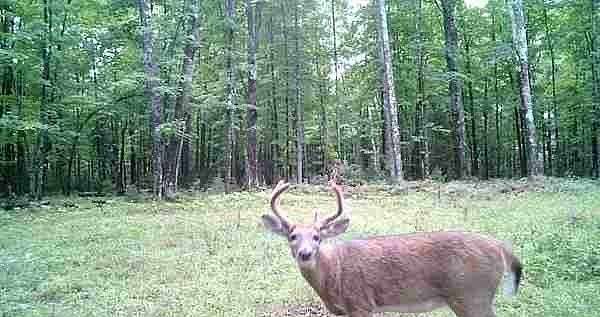 10 Acres of Land for Sale in Hayward, Wisconsin